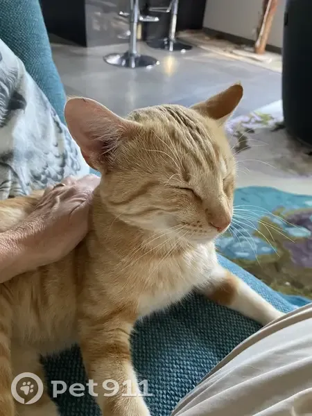 Chat roux trouvé, affectueux, Vélizy - photo