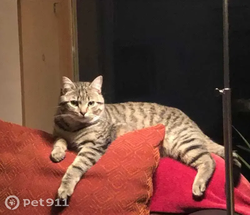 Chat perdu à Tarnos, collier jaune - photo