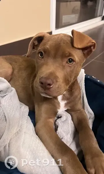 Chiot caramel perdu, très gentil à Bondy - photo