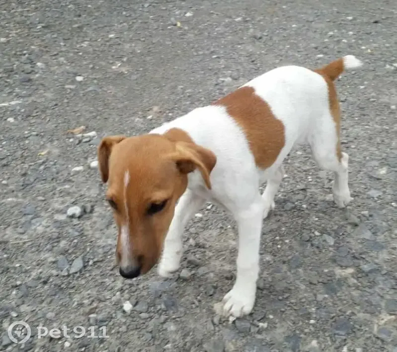 Chien perdue près de Nieuil-l'Espoir - photo
