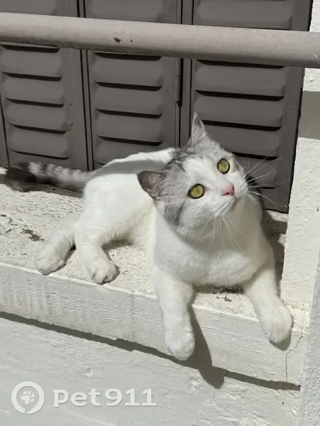 Chat mâle blanc/gris perdu à Vichy - photo