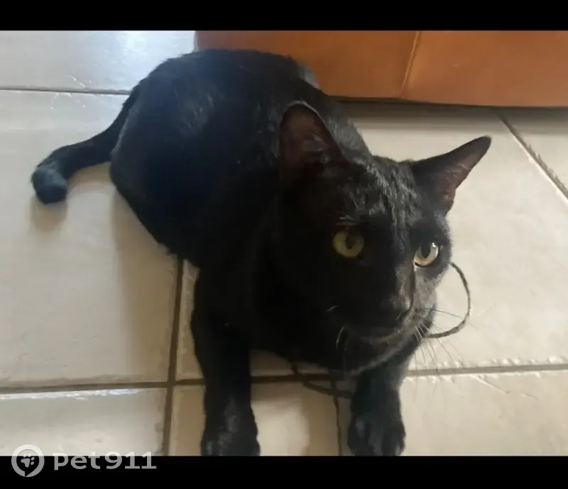 Chat noir perdu, peureux, rue Lordat - photo