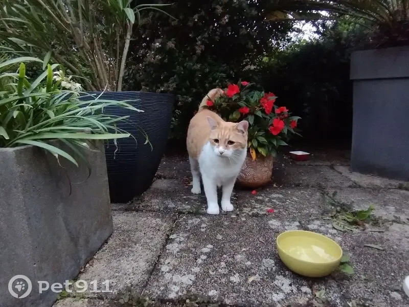 Chat roux et blanc trouvé à Bouguenais - photo