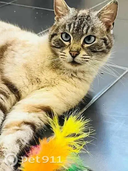 Chatte perdue à Caen, yeux bleus croisés - photo