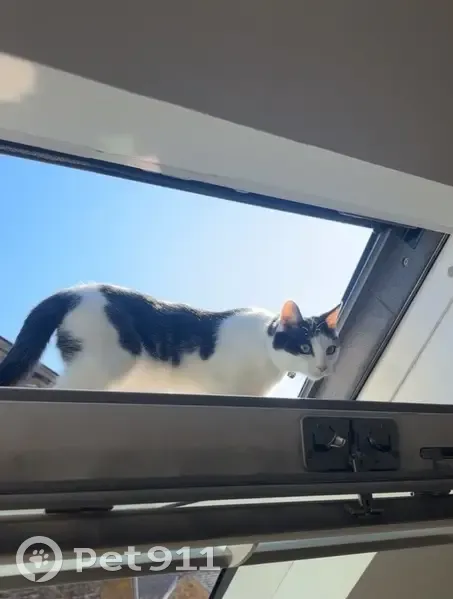 Chat perdu à L'Huisserie : collier bleu - photo