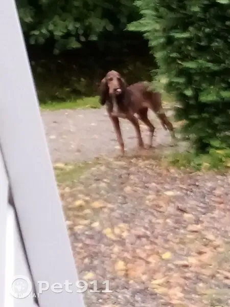 Chien Bruno du Jura trouvé à Laval-de-Cère - photo