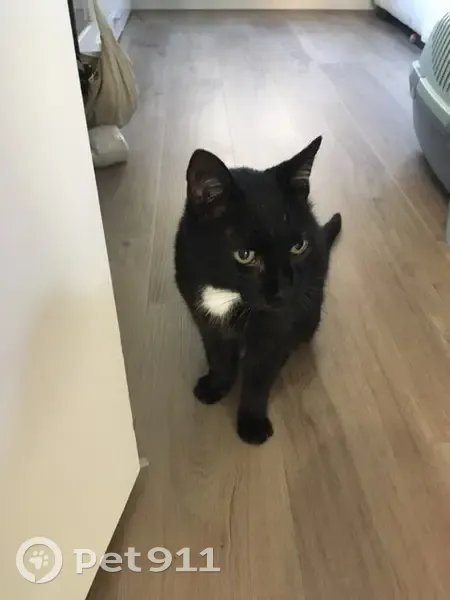 Chat retrouvé devant le Monoprix, Paris - photo