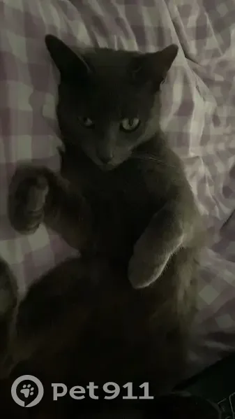 Chat gris perdu, non castré à Annœullin - photo