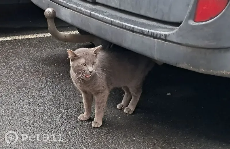 Chat gris maigre trouvé à Roubaix - photo
