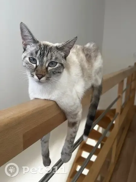 Chatte perdue, blanche, museau tigré, Domène - photo