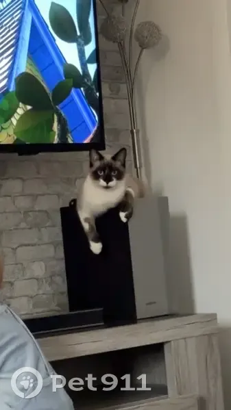 Chat siamois foncé perdu, Le Grand-Quevilly - photo