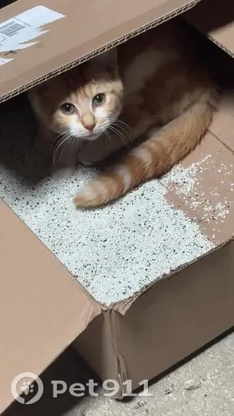 Chaton sociable trouvé à Proviseux-et-Plesnoy - photo