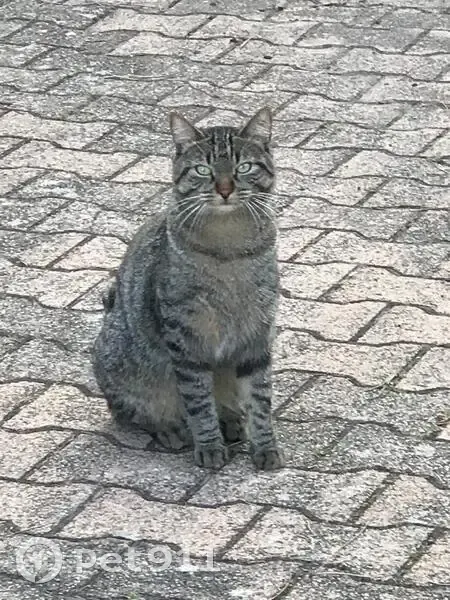 Chat perdu : Roméo, gris tigré, Grigny - photo