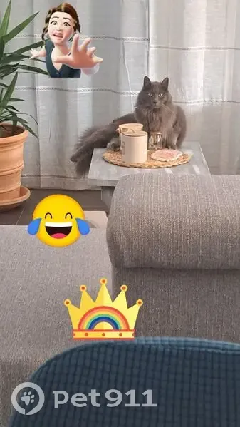 Chat perdu : Gribouille, poil long gris - photo