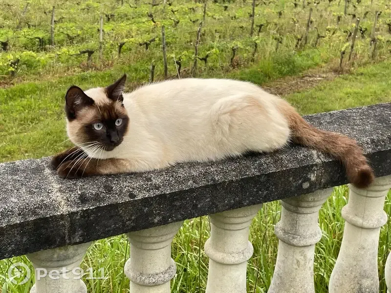 Chat siamois perdu à Fronsac, répond à Lili - photo