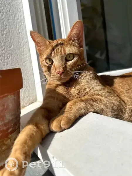 Chat tigré roux perdu à Bordeaux - photo