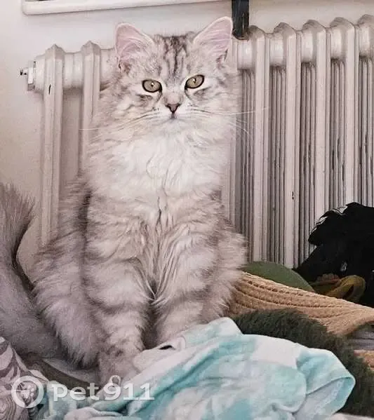 Chatte perdue, blanche et grise, Colomiers - photo