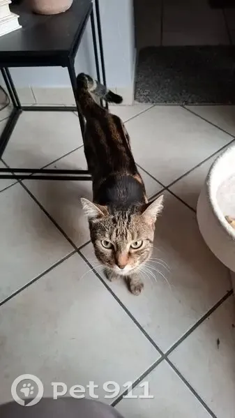 Chat tigré perdu, Rue du Grand Ferré - photo