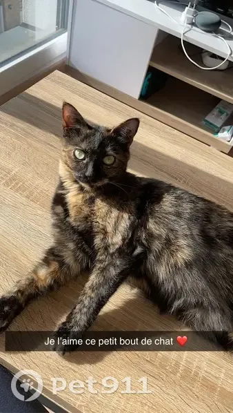 Chat écaille perdue à Noyal-Châtillon - photo