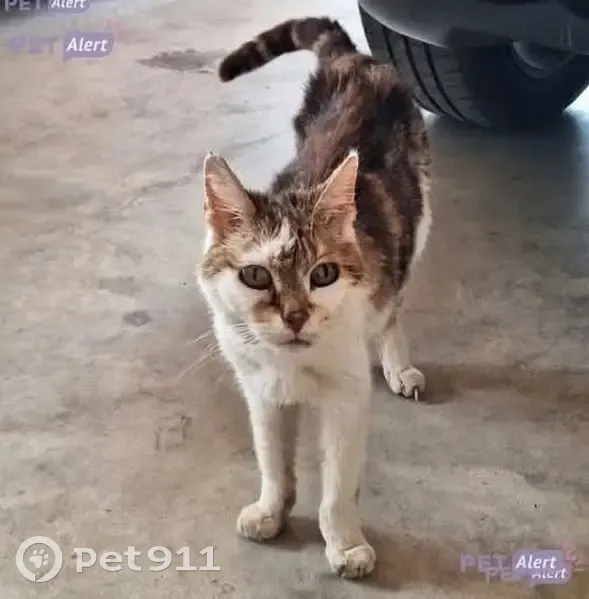 Chat mâle 18 ans perdu, blanc et gris - photo