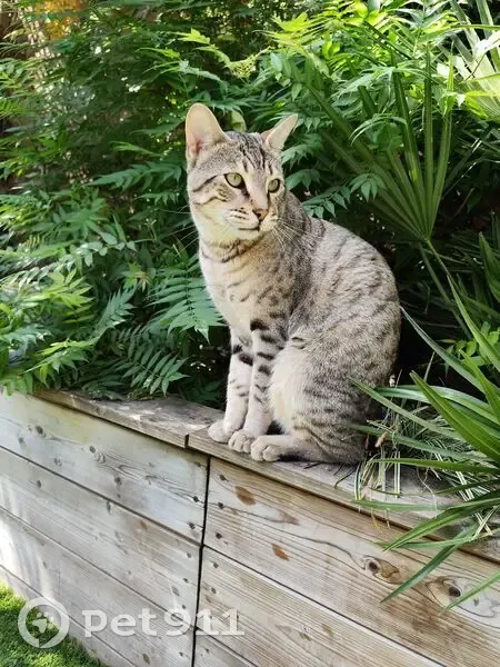 Chat perdu : Achille, Savannah beige clair - photo