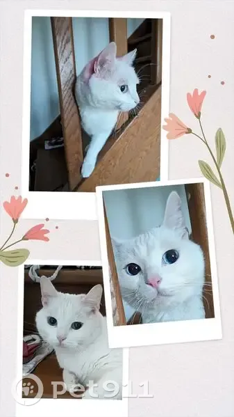 Chatte Penny perdue près du KFC Balma - photo