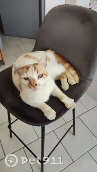 Chat perdu à Courçon, sociable et câlin - photo