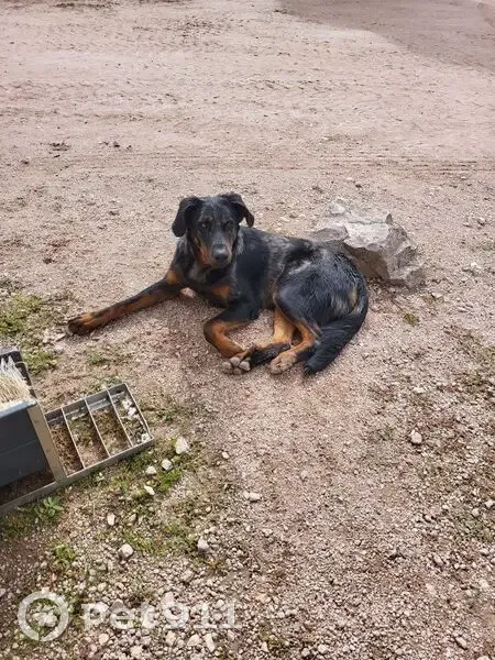 Beauceron mâle trouvé Rue des Sabotiers - photo