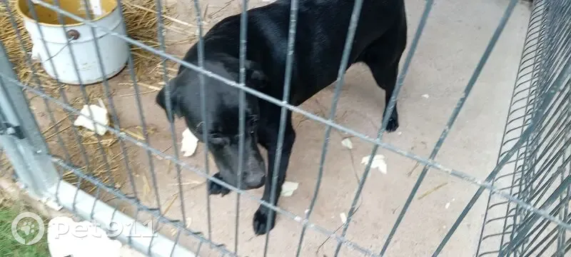 Chien noir craintif trouvé à Passais Villages - photo