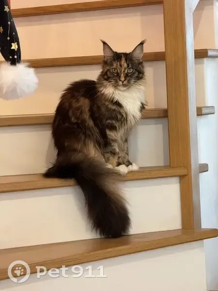 Chatte Maincoon perdue à Sartrouville - photo