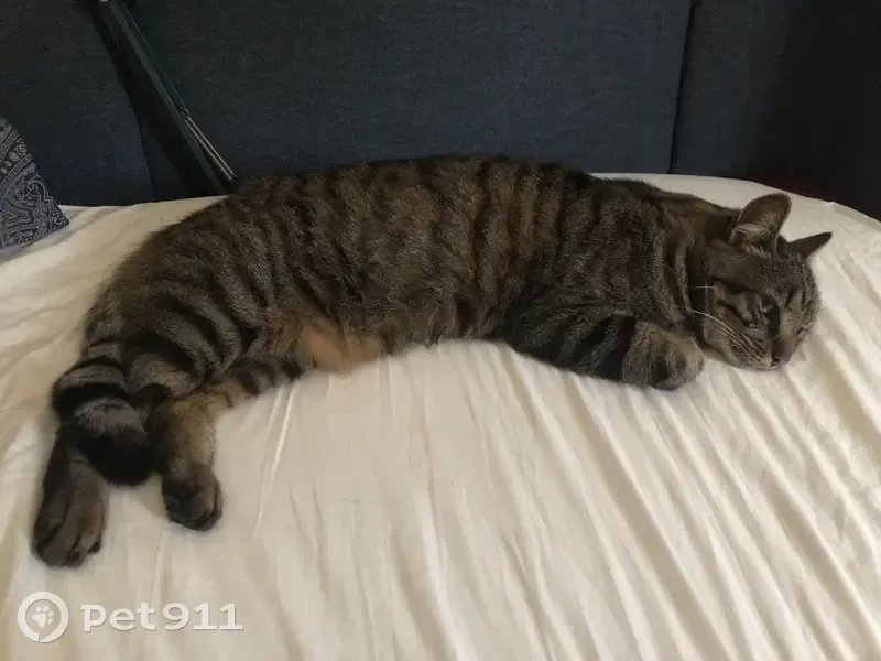Chat perdu à Livry-sur-Seine : Bigorneau - photo