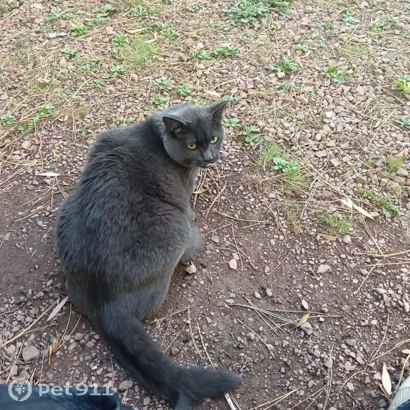 Chat gris mâle perdu à Lille - photo
