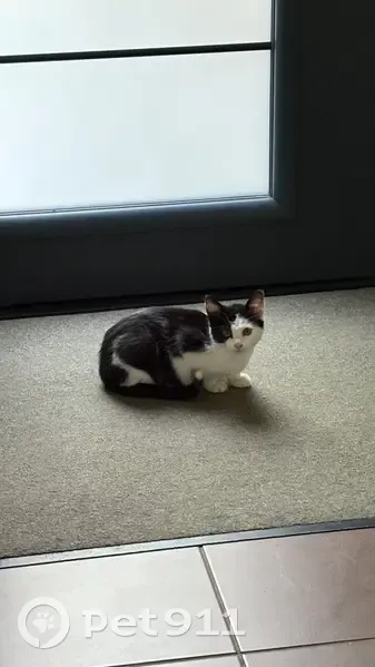 Chaton trouvé, cherche sa mère - photo