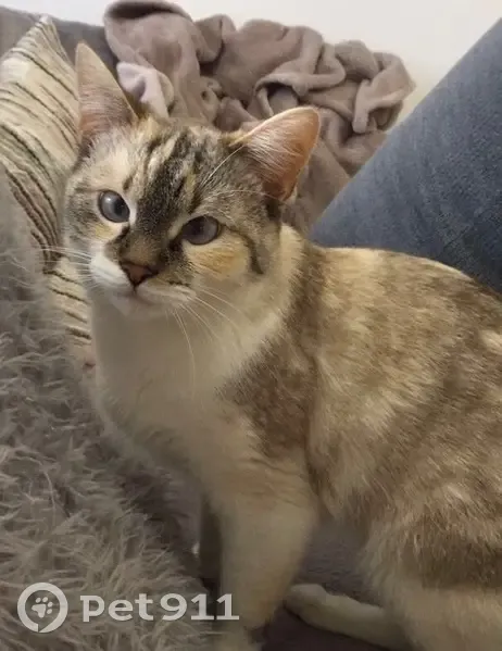 Chatte perdue: strabisme, craintive, Courrières - photo