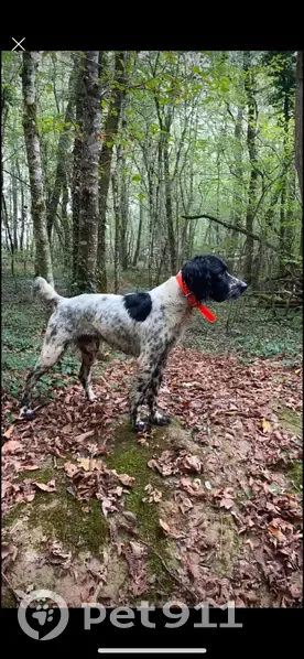 Chien perdu, blanc tacheté, collier orange - photo