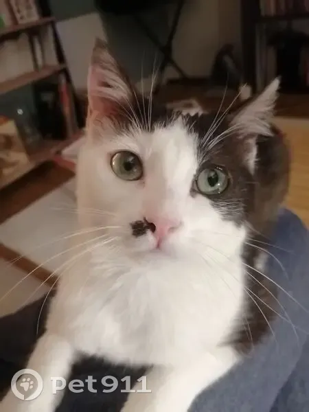 Chatte perdue Cléo, 2 ans, Nantes - photo