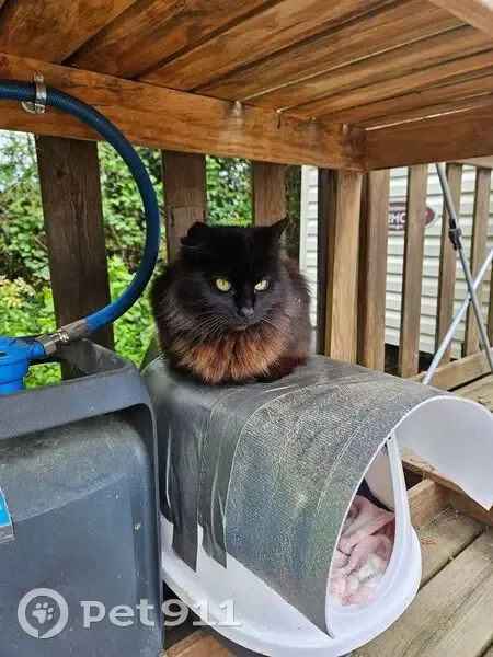 Chatte perdue, poils longs noir et fauve - photo