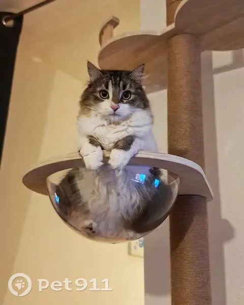 Chatte perdue à Creissan, Occitanie - photo