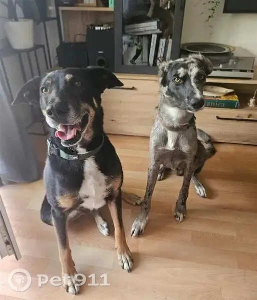 Chiens perdus : Kinaï et Volka, Val-du-Mignon - photo