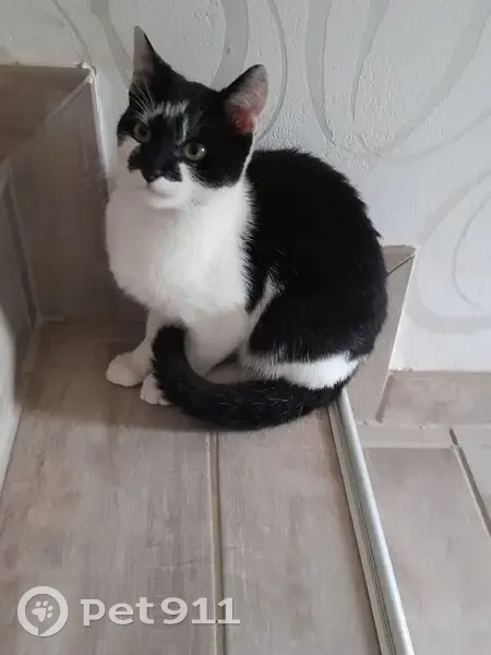 Chat noir et blanc trouvé à Pannessières - photo