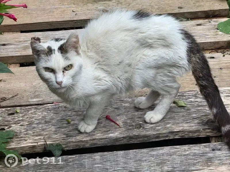 Chat blanc/gris trouvé, malade, Villeurbanne - photo