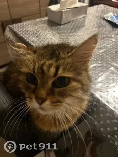 Chatte tigrée perdue à Sciez - photo