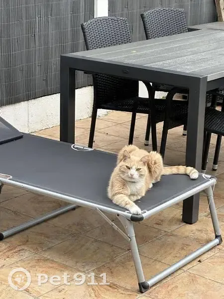 Chat roux/blanc 13 ans perdu Marck (tatoué) - photo