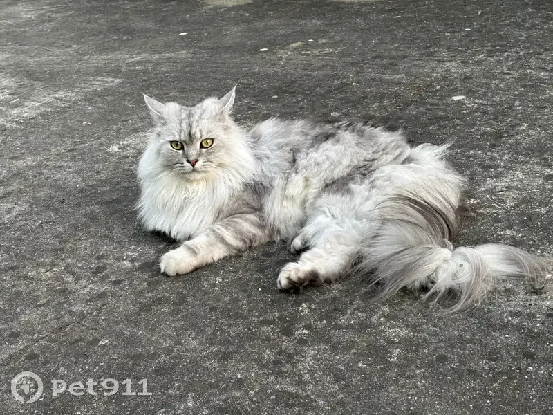 Chat perdu Moka, gris/blanc, Seilh - photo