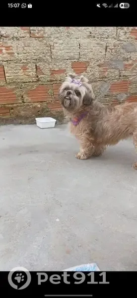 cachorro desaparecida - photo