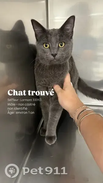 Chat trouvé à Lormont, gentil et en forme - photo