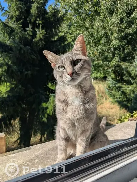 Chat tigré gris perdu à Wavrin - photo