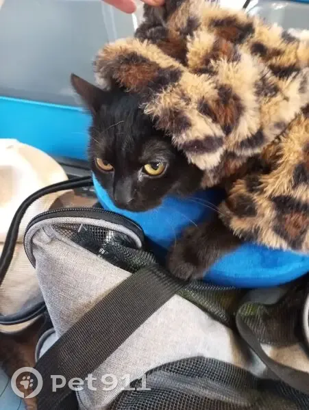 Chatte noire perdue, yeux verts, boîtant - photo