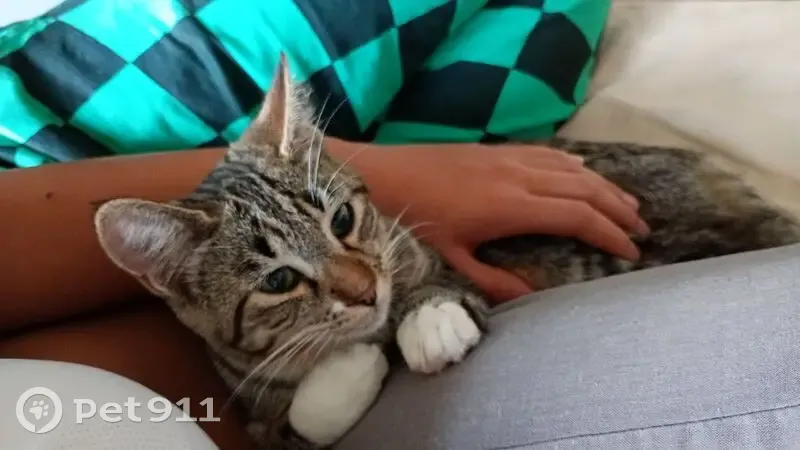 Chaton Tigré Perdu, Grigny-sur-Rhône - photo