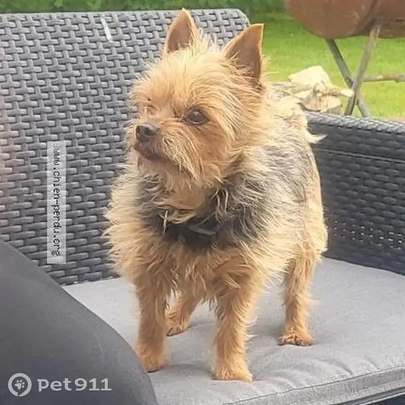 Yorkshire Terrier mâle perdu à Livarot - photo